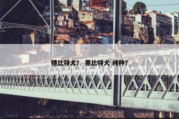 穗比特犬？ 惠比特犬 纯种？