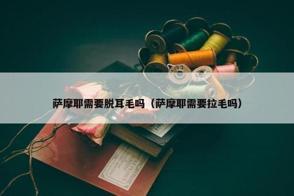 萨摩耶需要脱耳毛吗（萨摩耶需要拉毛吗）