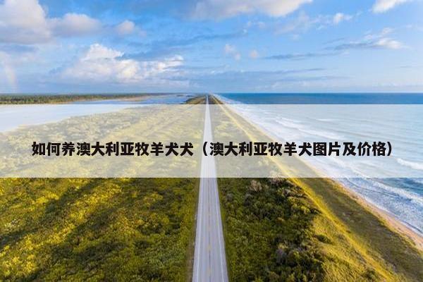 如何养澳大利亚牧羊犬犬（澳大利亚牧羊犬图片及价格）