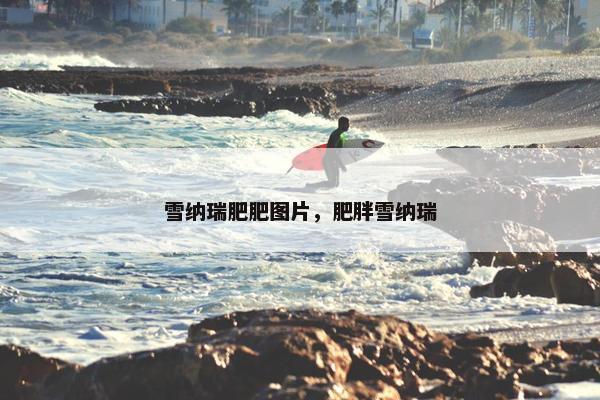 雪纳瑞肥肥图片，肥胖雪纳瑞