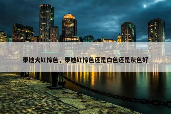 泰迪犬红棕色，泰迪红棕色还是白色还是灰色好