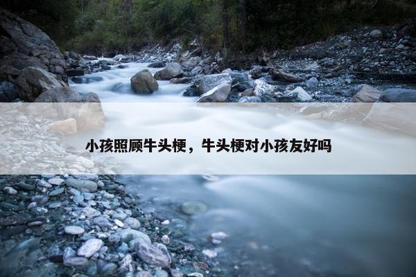 小孩照顾牛头梗，牛头梗对小孩友好吗