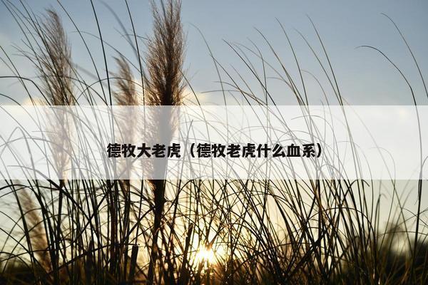 德牧大老虎（德牧老虎什么血系）
